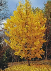 ginkgo-saratoga-2.jpg