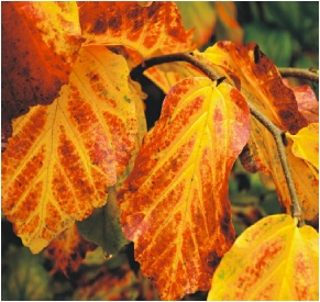 autumn-leaves-patches.JPG