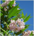 chitalpa-desert-willow.jpg