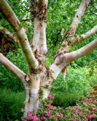 arctic-birch-bark-snow-qieen.jpg