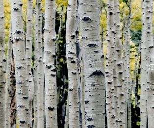 arctic-birch-bark-snow-qieen.jpg