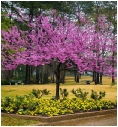 cercis-candensis-in-flower.jpg