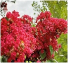 crape-myrtle-blooms-jpg-cp.jpg