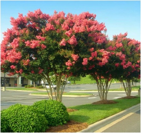 lagerstroemia-pathway-jpg.JPG