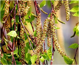 00-a-arctic-birch-birch-catkins.JPG