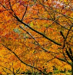 autumn-leaves-prunus-higan-3s.JPG
