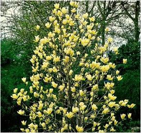 tree+flowers.jpg