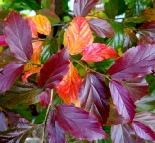persian-purple-leaves.JPG