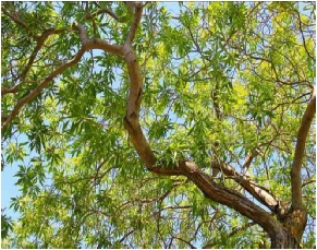 chitalpa-leaves+branches.jpg