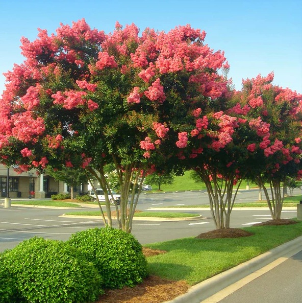 lagerstroemia-pathway-jpg.JPG