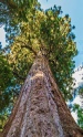 redwood2.jpg