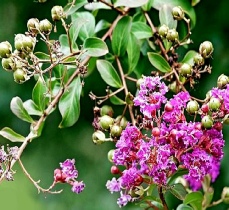 crape-myrtle_fruiting-pods-v2.jpg