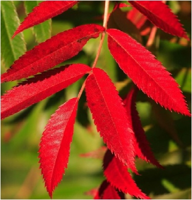 sorbus-commixta-autumn.JPG