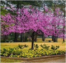 cercis-candensis-in-flower.jpg