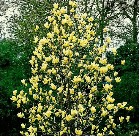 tree+flowers.jpg