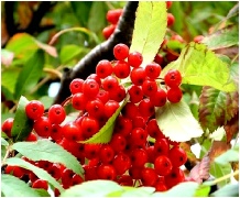 sorbus-berries-larger-link.jpg