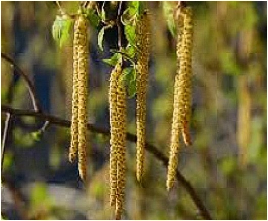 arctic-catkins.jpg