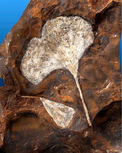 ginkgo-fossil-1.jpg