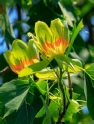 tulip-tree-narrow.jpg