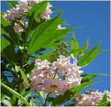 chitalpa-desert-willow.jpg